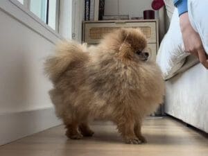 「ここを開けて！」引き出しの前でおねだりする犬さん、目的はふわふわの…