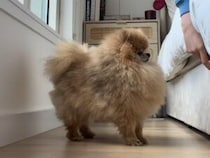「ここを開けて！」引き出しの前でおねだりする犬さん、目的はふわふわの…