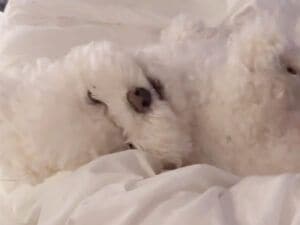 「もう終わり？」お腹なでなでをやめられて不満そうな犬さん