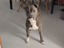 どこから持ってきたの？ おしゃぶりを見つけて嬉しそうな犬さん