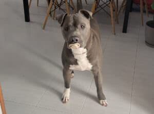 どこから持ってきたの？ おしゃぶりを見つけて嬉しそうな犬さん