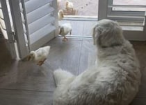 番犬のはずなのに… 白い侵入者がたくさんやって来たら？
