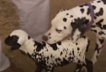 犬の親子に見える！ ダルメシアンとダルメシアン柄の子羊