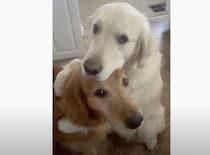 ケンカの後はちゃんと仲直り！兄弟犬に「ごめんね」する犬さん