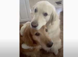 ケンカの後はちゃんと仲直り!兄弟犬に「ごめんね」する犬さん