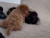 ウィッグもポーチも、全部ボロボロ！ 飼い主の荷物をなんでもオモチャにしちゃう子犬