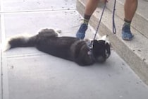 帰りたくない駄々っ子な犬さん、仕方なく散歩延長のフリをすると…