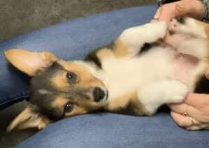 撫でられるの大好き！足をバタバタして喜ぶ犬さん。 激しく動きすぎちゃって…
