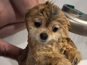 まるで別の犬みたい！ 濡れるとほっそり、乾くとまん丸。ポメラニアンさんの変身がすごすぎた