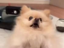 飼い主さんの前で立ち上がってノリノリの犬さん、まるでダンスを踊っているようで可愛い！