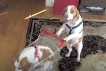 ショッピングカートでお出かけ！ 仲良し2匹のビーグル犬
