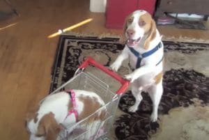 ショッピングカートでお出かけ！ 仲良し2匹のビーグル犬