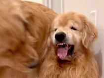 「ちょっと近いよ…」マイペースな相棒犬さんに怖い顔で対応する子犬さん