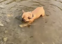「どうしてもこれが欲しい！」川の中で頑張る犬さん。
