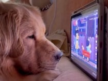 お気に入りのアニメかな？ 画面に夢中なゴールデンレトリバーさん