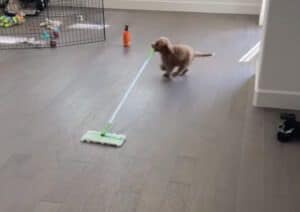 お掃除の時間だっ! モップを持って張り切る子犬が可愛い