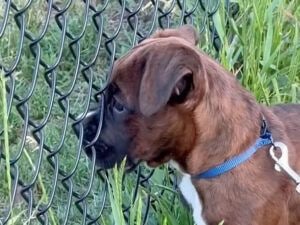 【いつもの楽しみ】お散歩中、フェンス前で必ず立ち止まる子犬さん。その理由が可愛すぎた