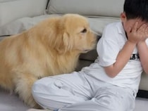 【優しい行動】何をしても泣き止まない男の子に、犬さんの次の作戦は…