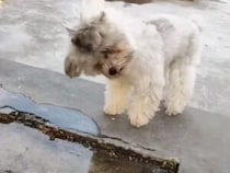 お水の中に誰かいるの？ 自分の影が気になっている犬さんが可愛すぎ！