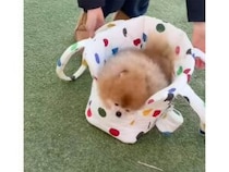 たくさん遊んでバッテリー切れの犬さん、自分からおうちモードに切り替わっちゃった