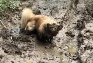 ドロドロ、ひゃっほー！ 泥んこ遊びではしゃぐ犬さんが可愛すぎ