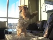 ドジっ子なところも可愛い！ キャッチが苦手な犬さんたち