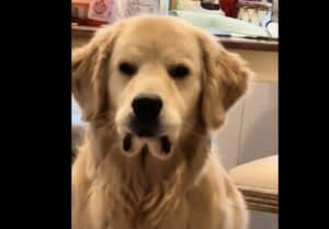 下唇を噛んでくやしそうな顔… 犬さん一体どうしたの？