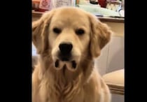 下唇を噛んでくやしそうな顔… 犬さん一体どうしたの？