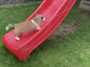 手足の短さにも負けず、すべり台を登ろうとするコーギー犬