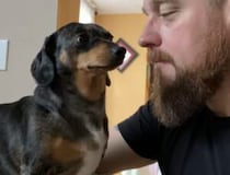 「きゃー♡」愛犬にキスをしたら、可愛いリアクションが返ってきた！