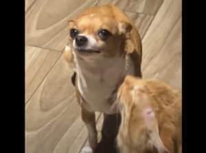 イヤってはっきり言えないタイプの犬、固まって猫の毛づくろいを我慢…