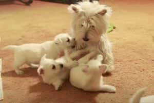 「ママ遊んで〜！」子犬たちとの楽しい時間♡