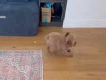 テンション上がりすぎた犬さん、勢い余って階段に…