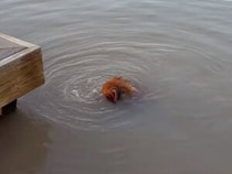 ただ泳ぐだけじゃない！ お水の中でブクブク遊ぶ犬さん