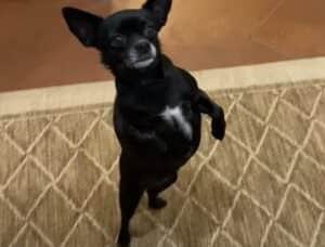 二足歩行をマスターしました！ すごい特技を持つ犬さん