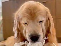 これは大事なストレス発散なの！ 解体作業に夢中になる犬さん