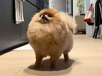 「早くちょうだい！」晩ご飯が待ちきれず踊っちゃう犬さん