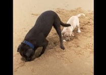 「前足で一気にやるんだぞ！」子犬に穴掘りのコツを伝授する先輩犬。