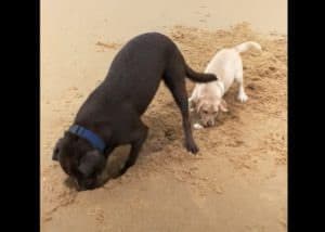 「前足で一気にやるんだぞ!」子犬に穴掘りのコツを伝授する先輩犬。