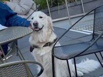 飼い主さんがスマホに夢中になっている間に… 犬さん、別の席でナデナデ満喫中