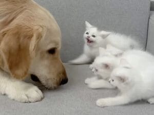 「近くで見たかっただけなのに…」子猫たちに怖がられちゃった犬さん