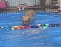 キミは何色にする？ 子犬に首輪を選んでもらおう！