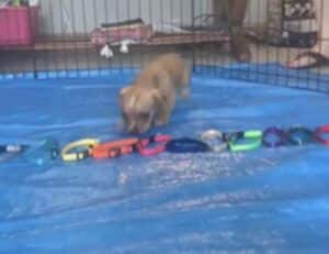 キミは何色にする？ 子犬に首輪を選んでもらおう！