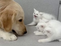 「近くで見たかっただけなのに…」子猫たちに怖がられちゃった犬さん