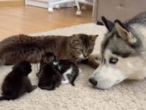 「この子たちを見て〜！」ママ猫に子猫さんを見せてもらうハスキーさん
