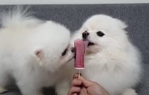 飼い主さん手作りの犬用アイス！暑い日もこれで頑張れる♪