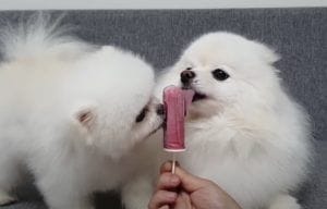 飼い主さん手作りの犬用アイス！暑い日もこれで頑張れる♪