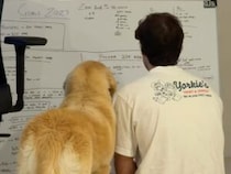 「ふむふむ、なるほど？」飼い主の人生計画を真剣に聞くゴールデンレトリバーさん
