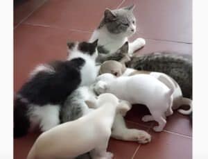 子犬がミルクを貰っているのは…猫!? それには優しい理由が