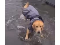 レインコートを着てる意味がぁ…！ 水溜りを発見して大はしゃぎな犬さん。
